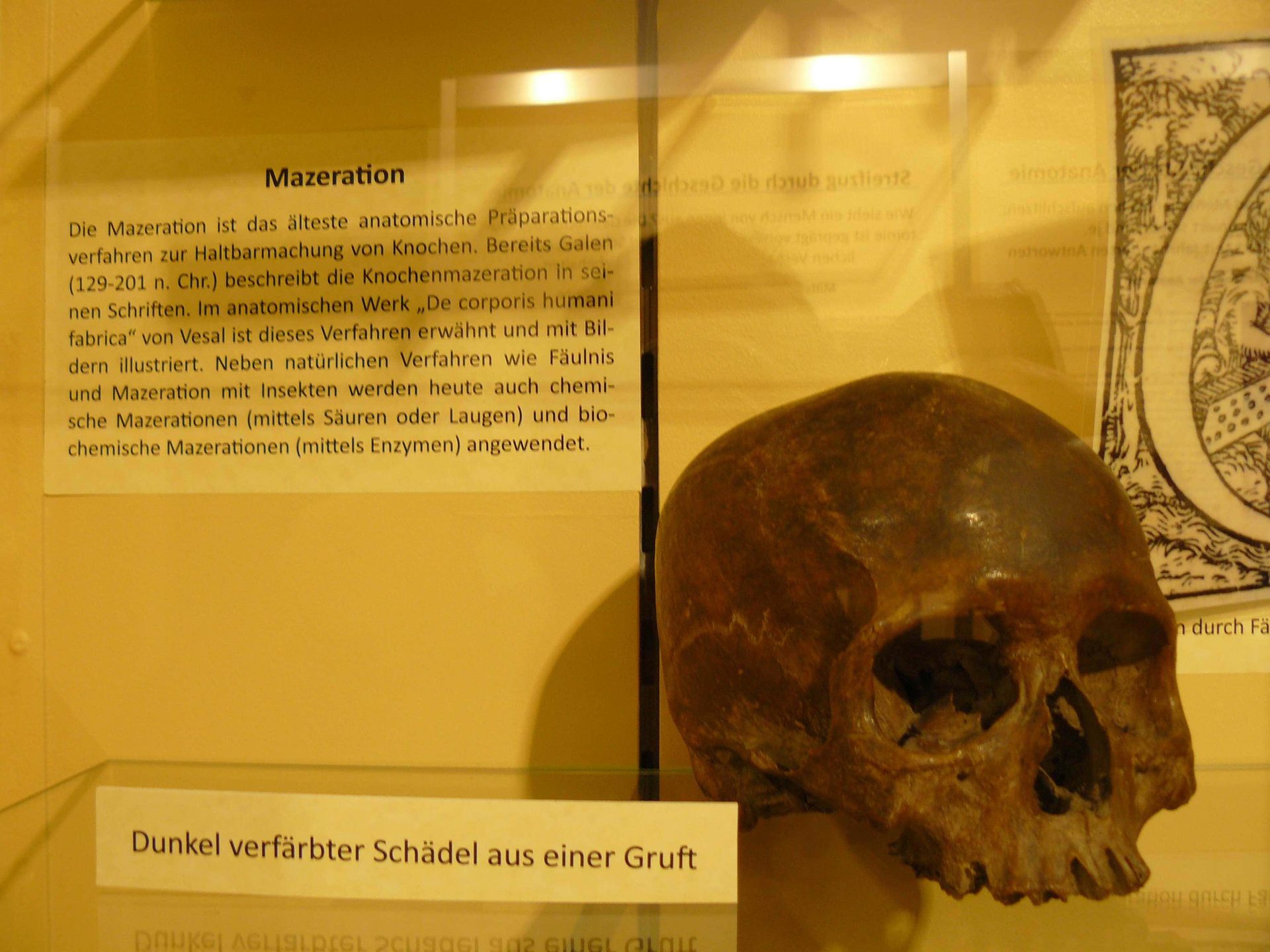 anatomical models 4.jpg